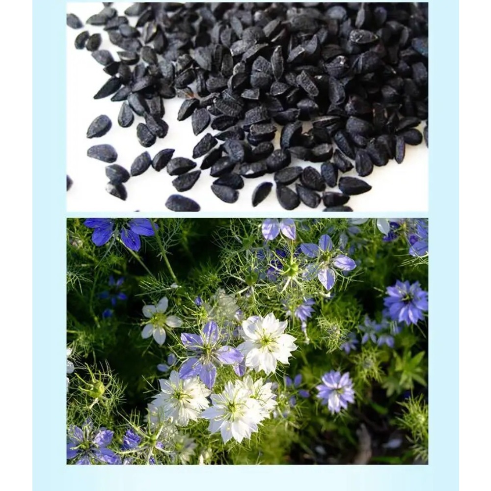 Huile de Nigelle Noire Indienn - Hair Care Indian avis et prix